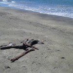 Il cavallo ritrovato un mese fa e oggi mummificato