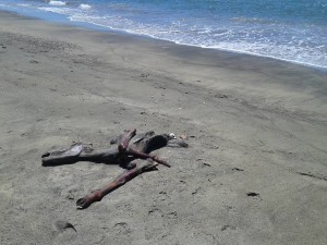 Il cavallo ritrovato un mese fa e oggi mummificato